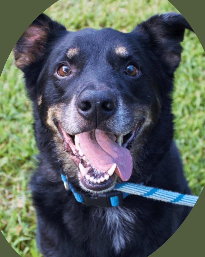 Enlarge Ross, a Adoptable mixed breed in College Station, TX image 2/6