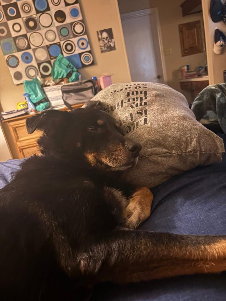 Enlarge Ross, a Adoptable mixed breed in College Station, TX image 3/6