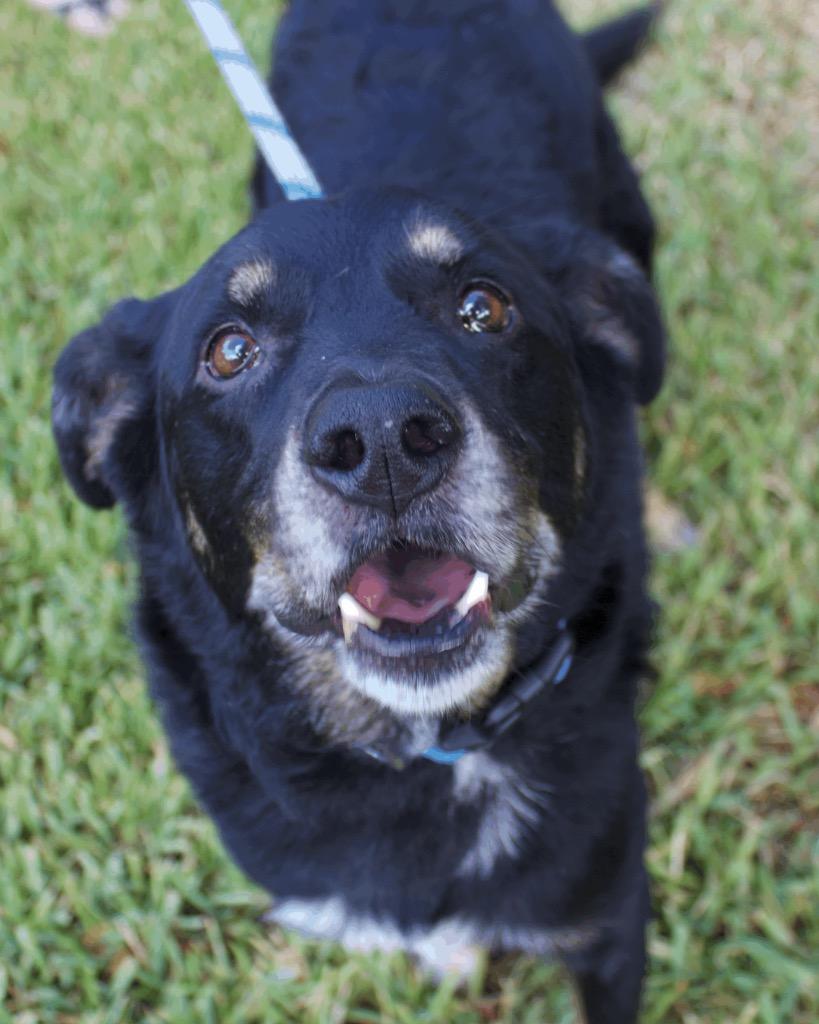 Enlarge Ross, a Adoptable mixed breed in College Station, TX image 5/6