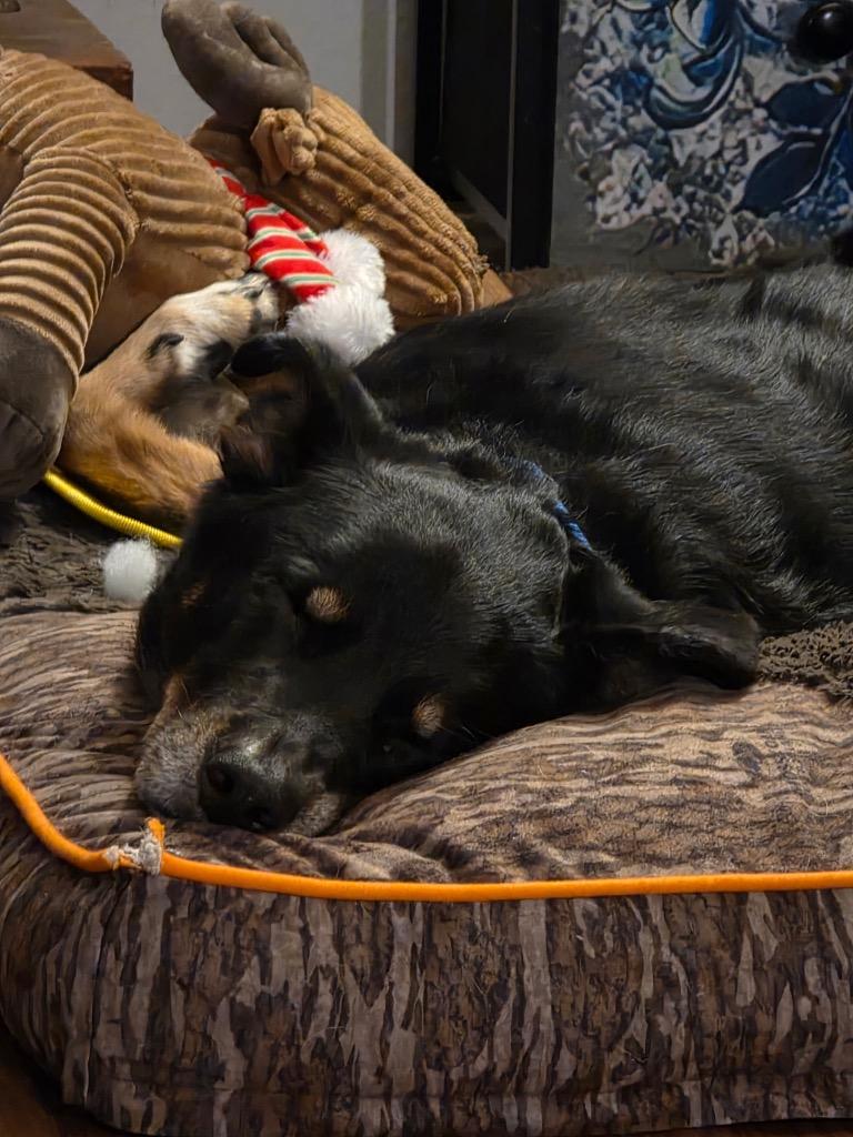 Enlarge Ross, a Adoptable mixed breed in College Station, TX image 6/6