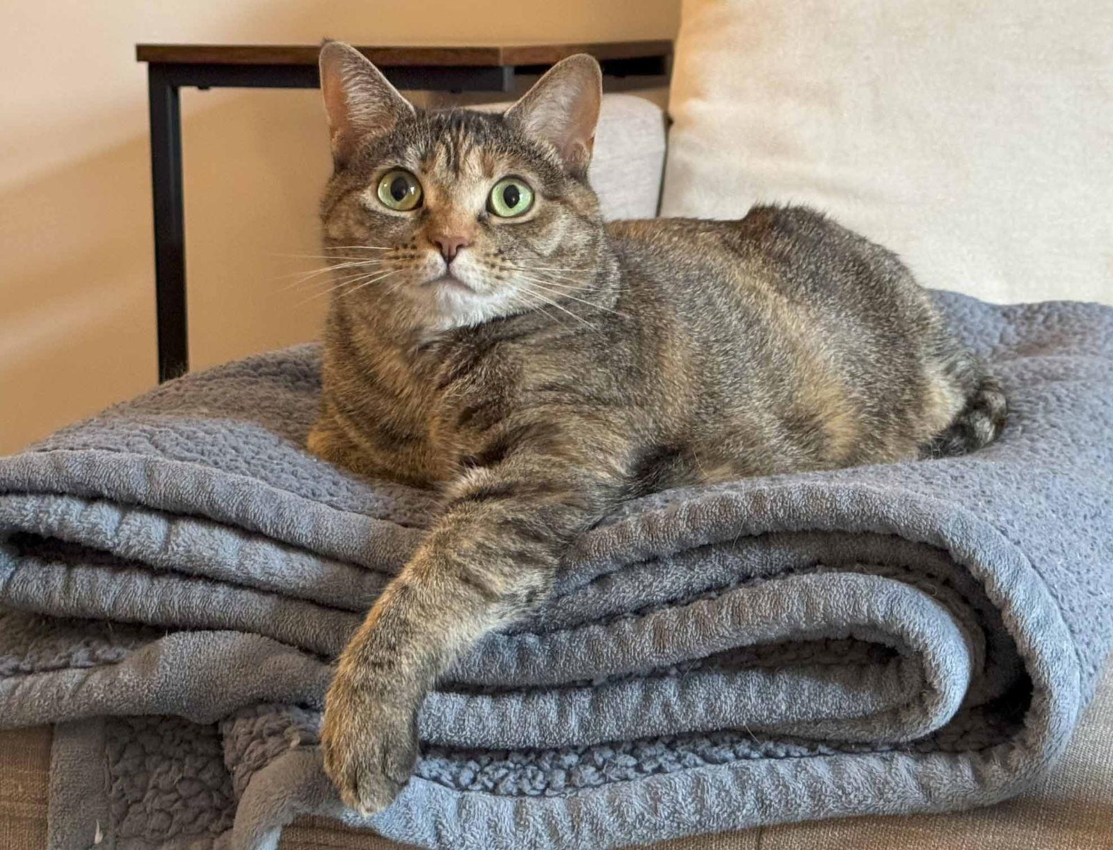 Gigi, Adoptable, Young Female Torbie & Domestic Short Hair.