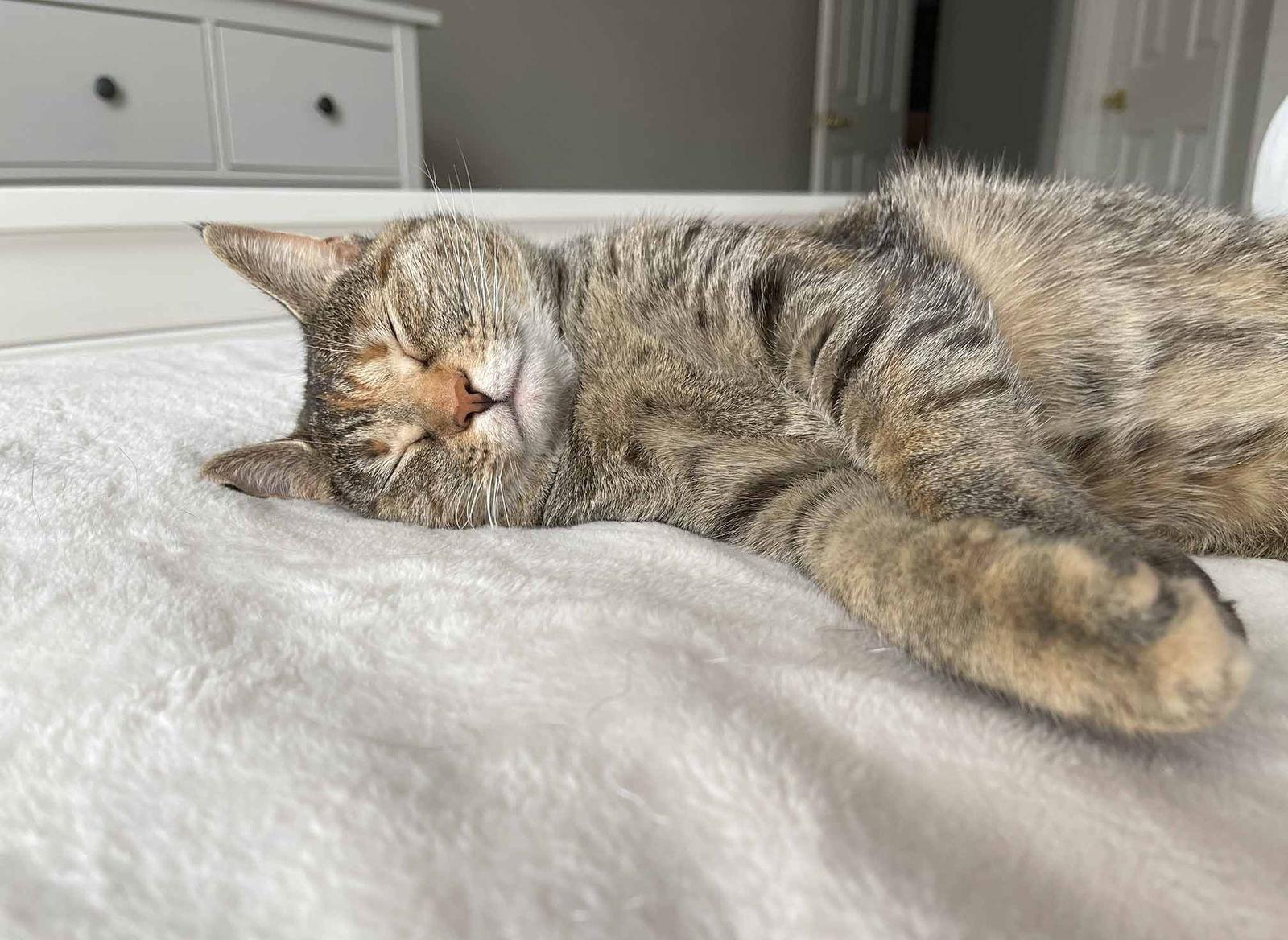 Gigi, Adoptable, Young Female Torbie & Domestic Short Hair.