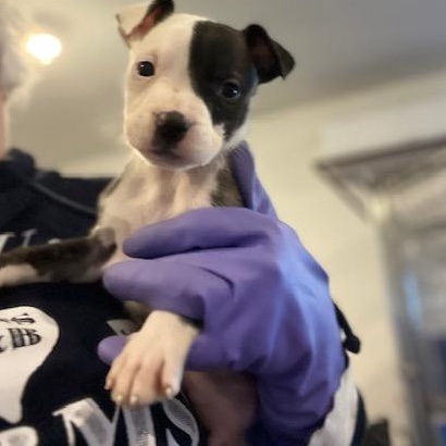 Murphy, adopted, Puppy Male American Staffordshire Terrier & Great Pyrenees.