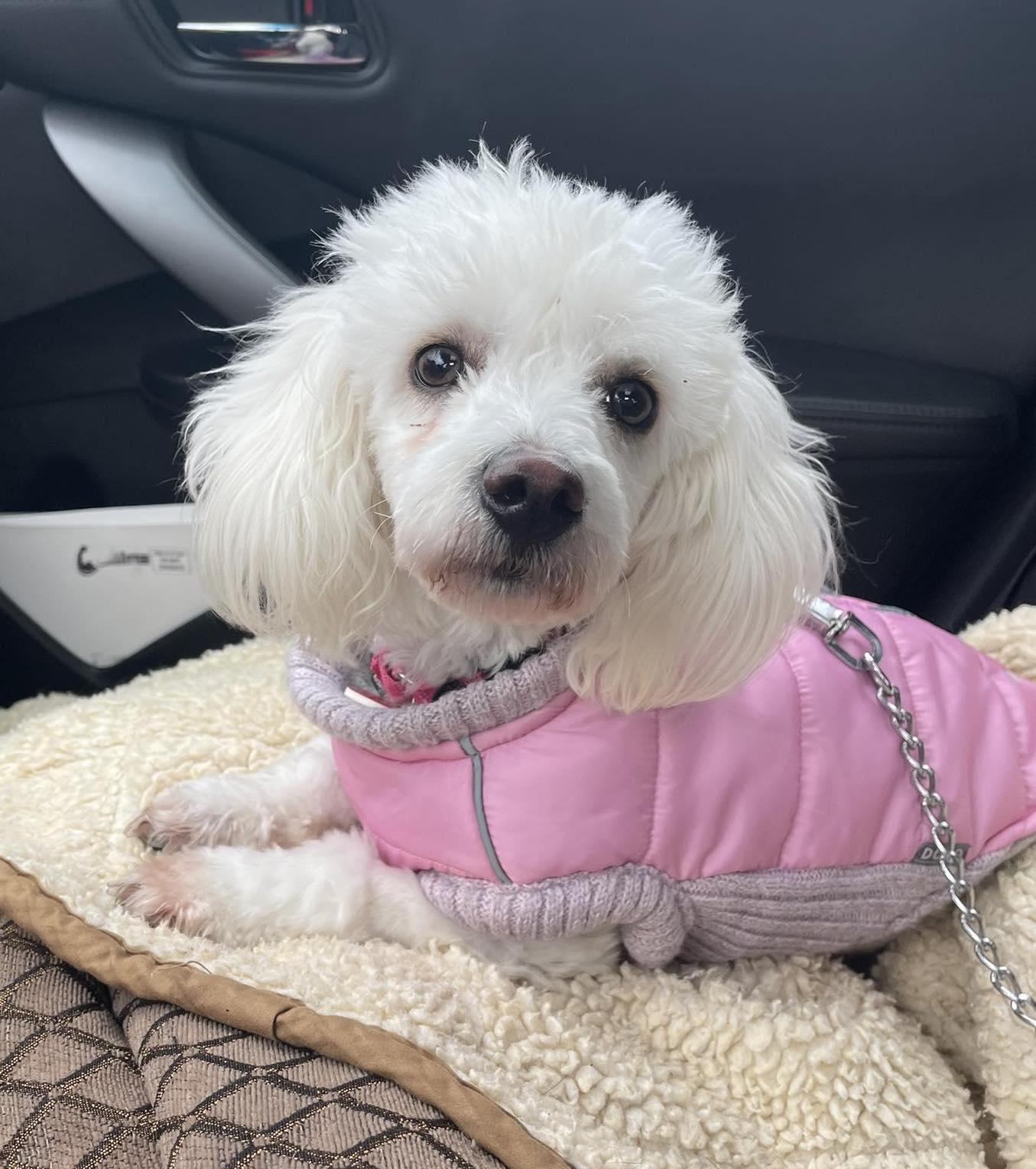 Ella, ADOPTABLE, Young Female Miniature Poodle.