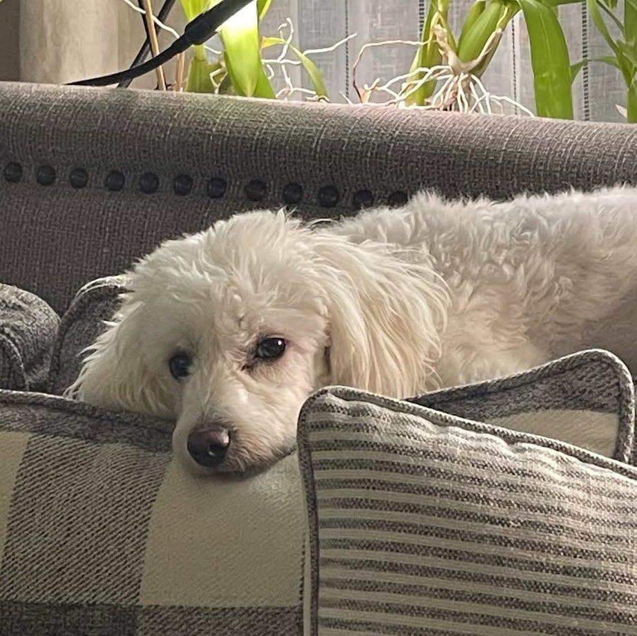 Enlarge Ella, a ADOPTABLE mixed breed in Olympia, WA image 4/4