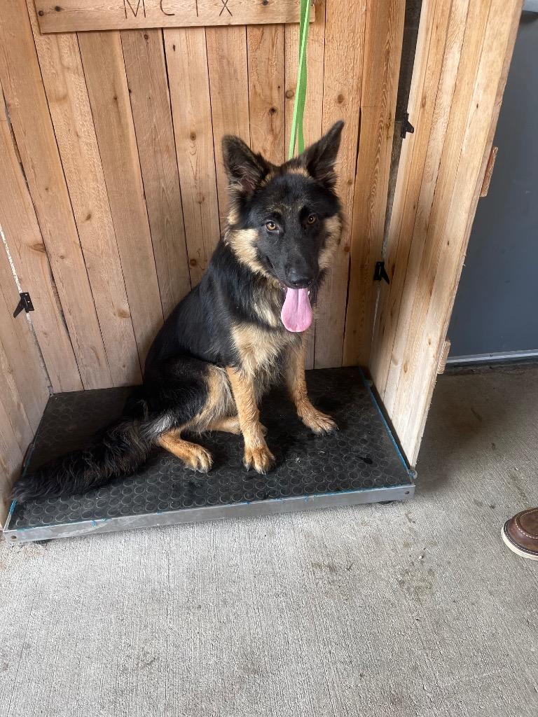 Jessie, Adoptable, Young Female German Shepherd Dog.