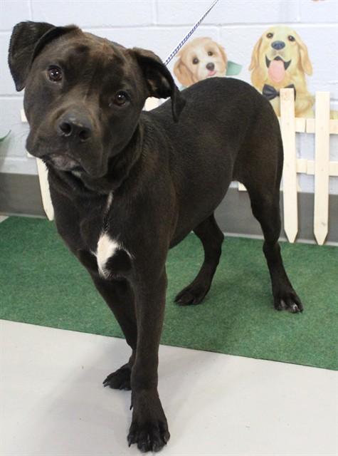 PAWLEY, Adoptable, Young Male Boxer & Labrador Retriever.
