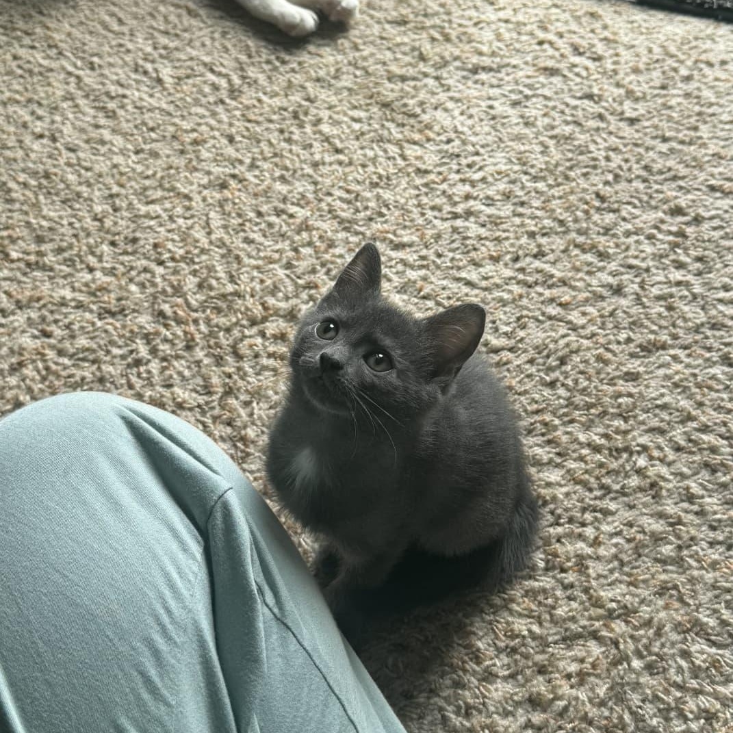 Dove, an adopted Domestic Short Hair in Odenton, MD image 2/3