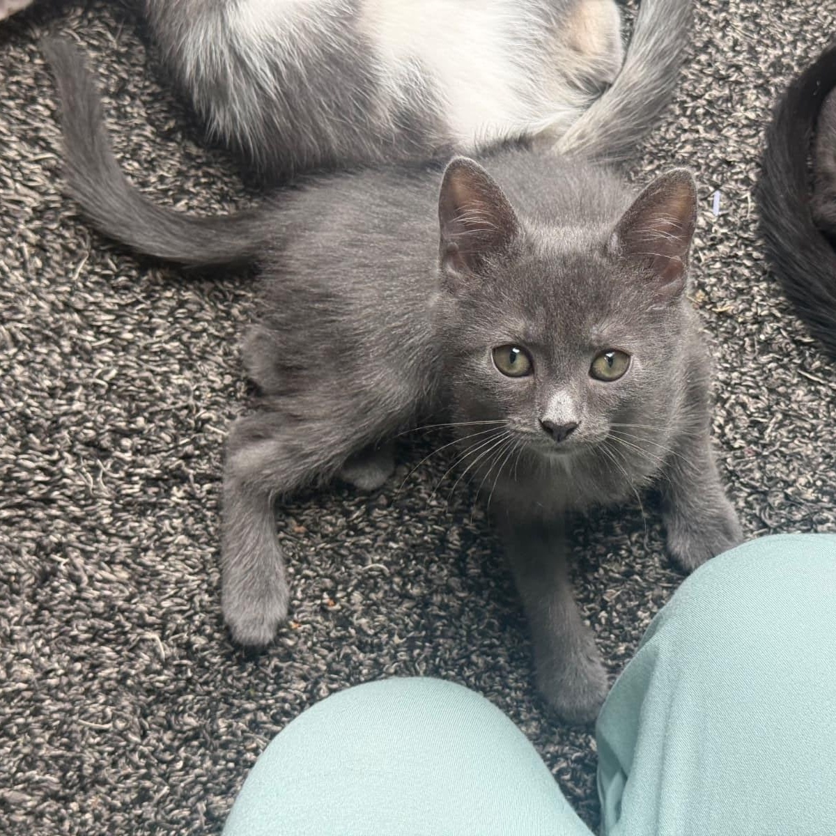 Dove, an adopted Domestic Short Hair in Odenton, MD image 3/3