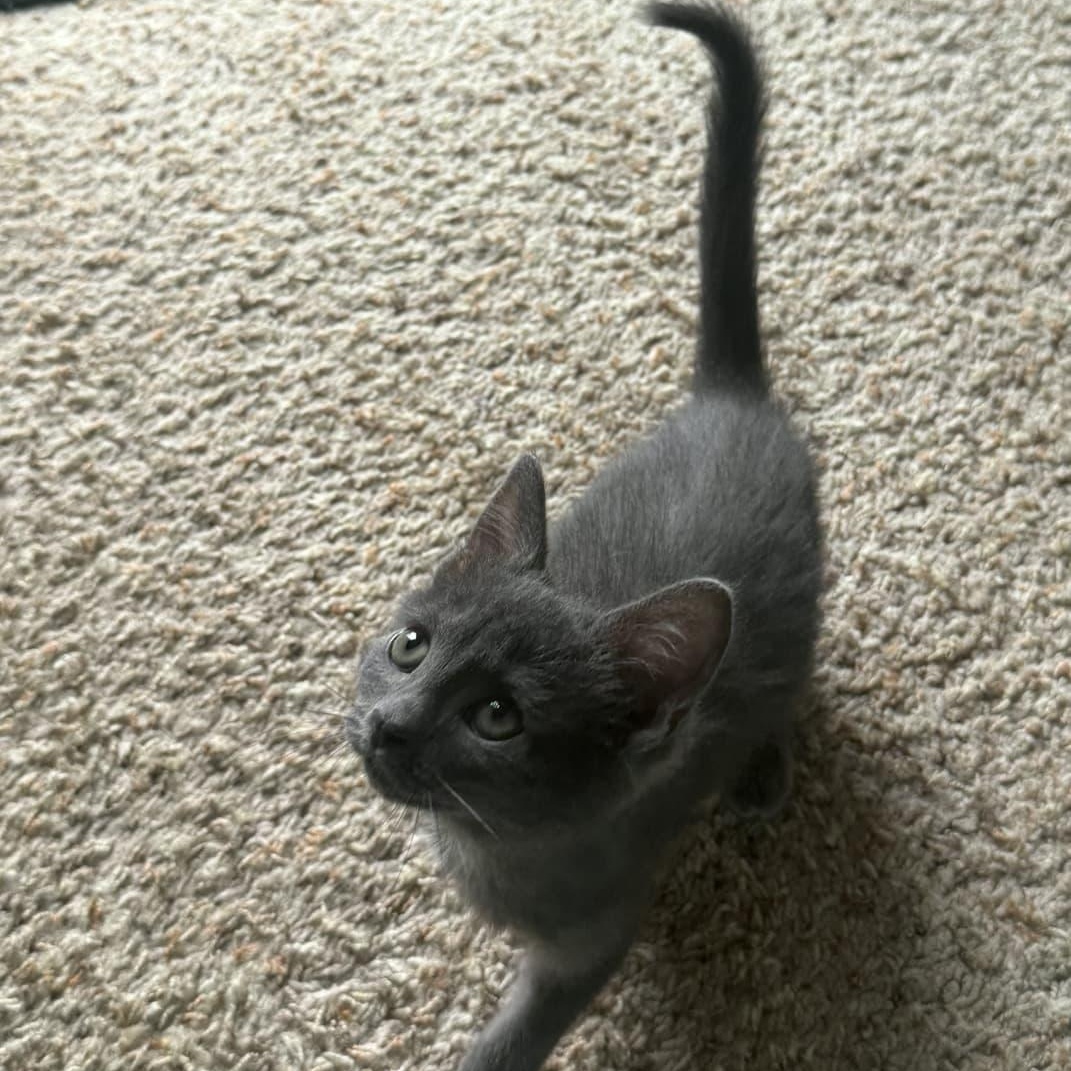 Dove, adopted, Kitten Female Domestic Short Hair.
