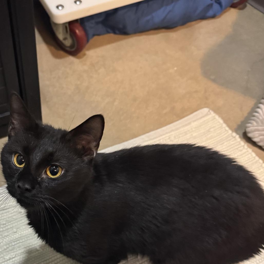Enlarge Sergius, a Adoptable Domestic Short Hair in Baltimore, MD image 1/2