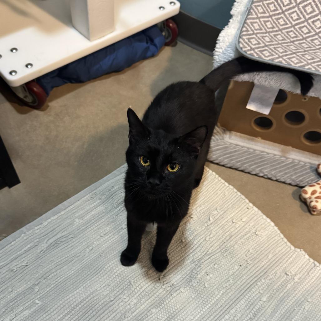 Enlarge Sergius, a Adoptable Domestic Short Hair in Baltimore, MD image 2/2