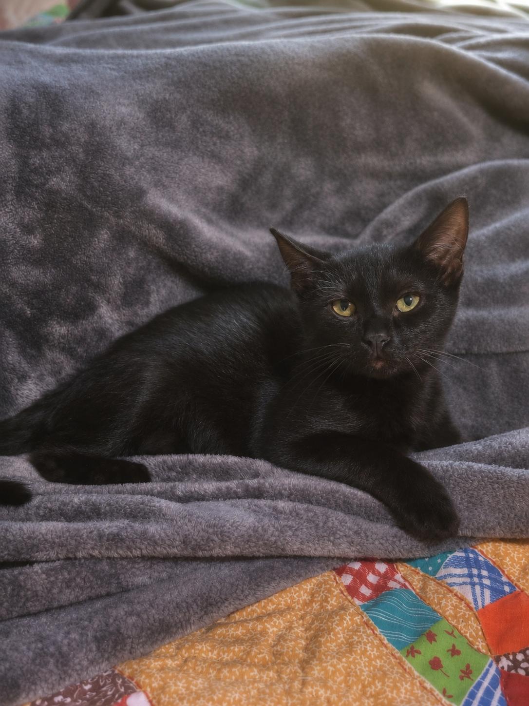 Enlarge Benny, a Adoptable Domestic Short Hair in Smicksburg, pa 16256, PA image 3/4