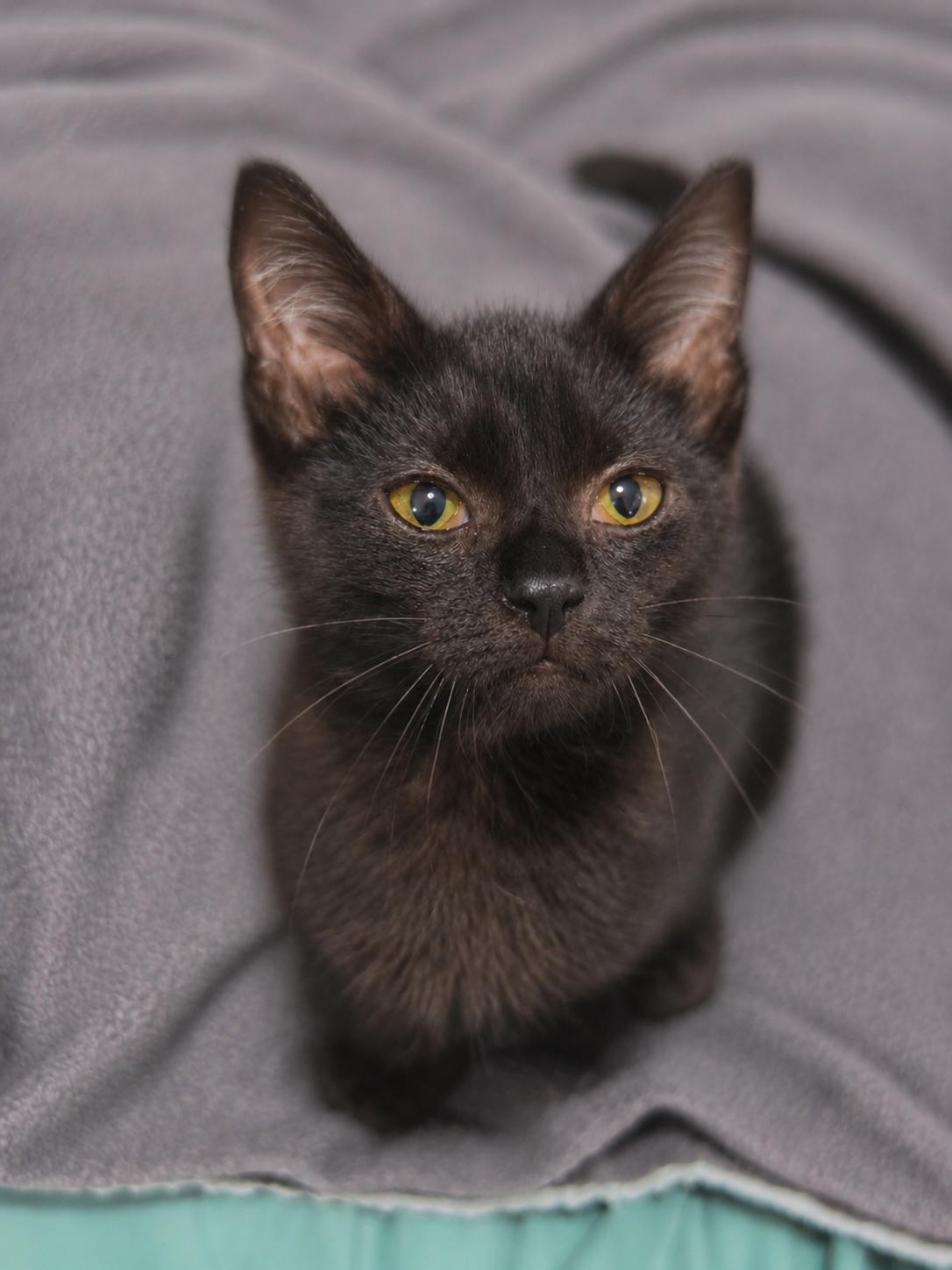 Enlarge Benny, a Adoptable Domestic Short Hair in Smicksburg, pa 16256, PA image 2/4