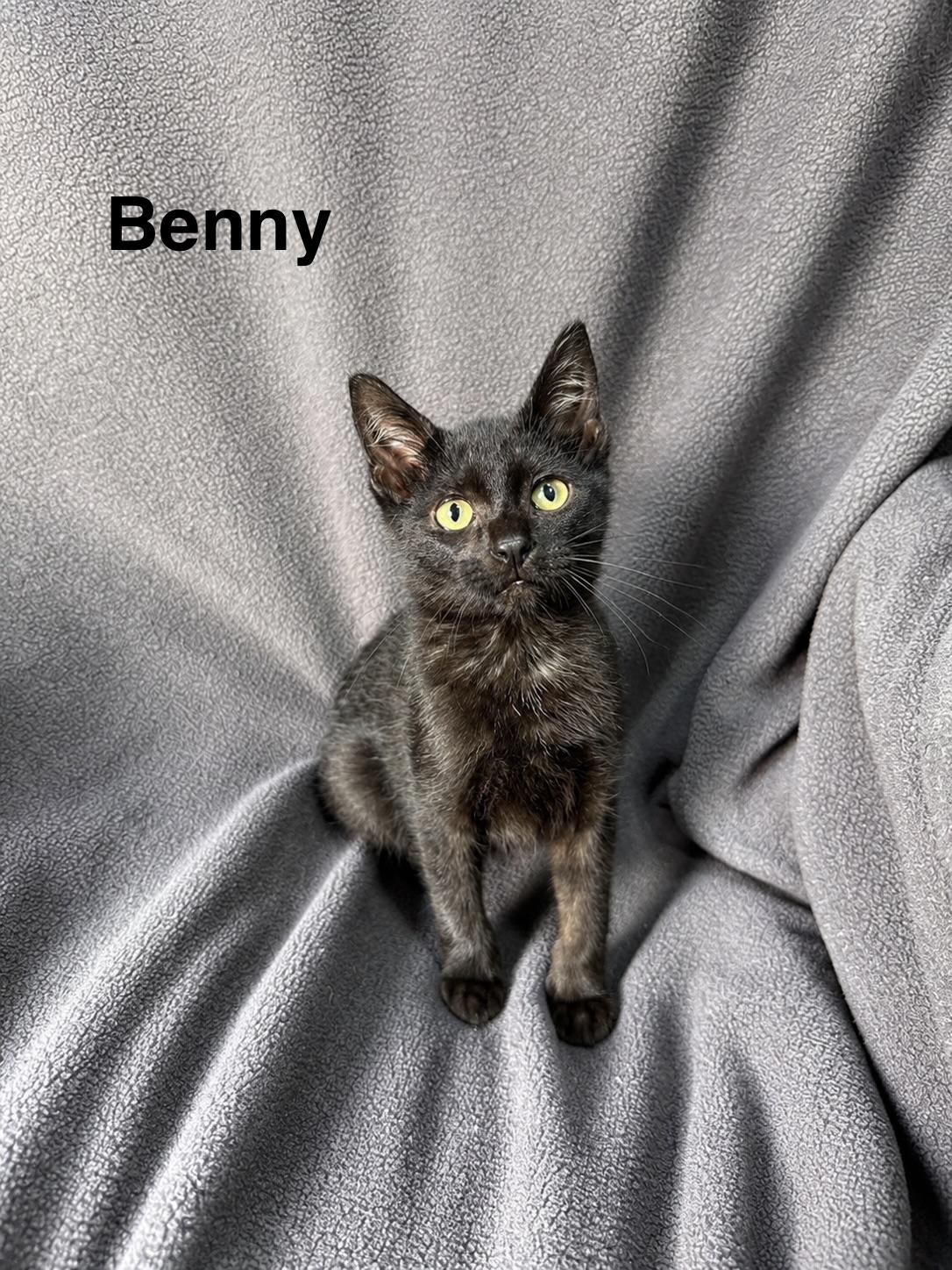 Enlarge Benny, a Adoptable Domestic Short Hair in Smicksburg, pa 16256, PA image 4/4