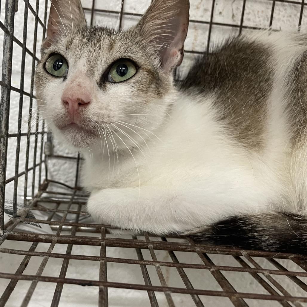 Dash, Adoptable, Young Male Domestic Short Hair.