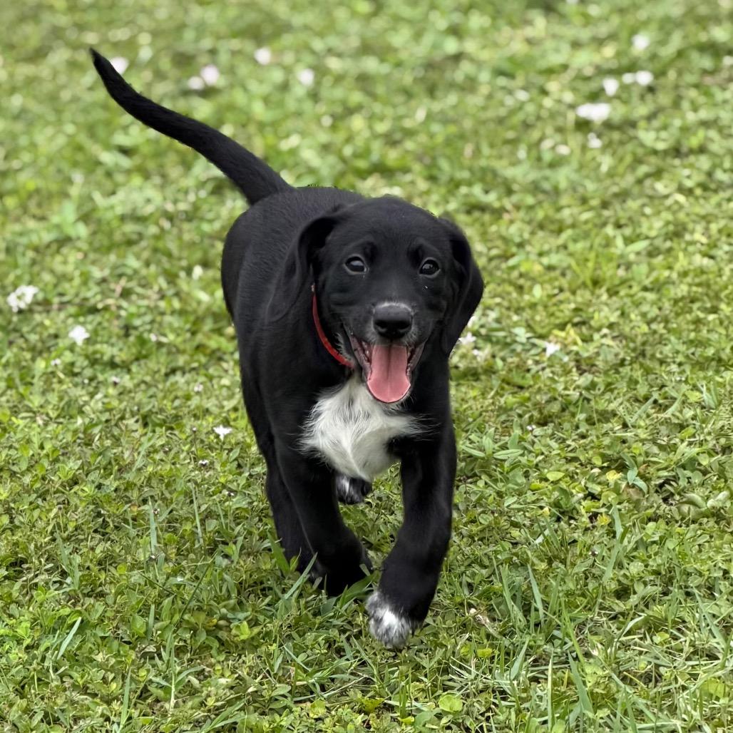 NATSU, Adoptable, Puppy Male Beagle & Spaniel.