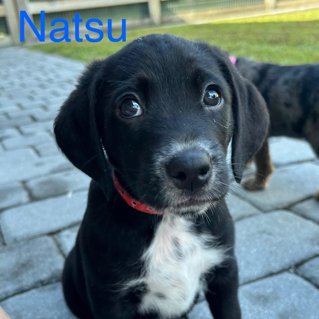 NATSU, a Adoptable mixed breed in Wellington, FL image 2/6