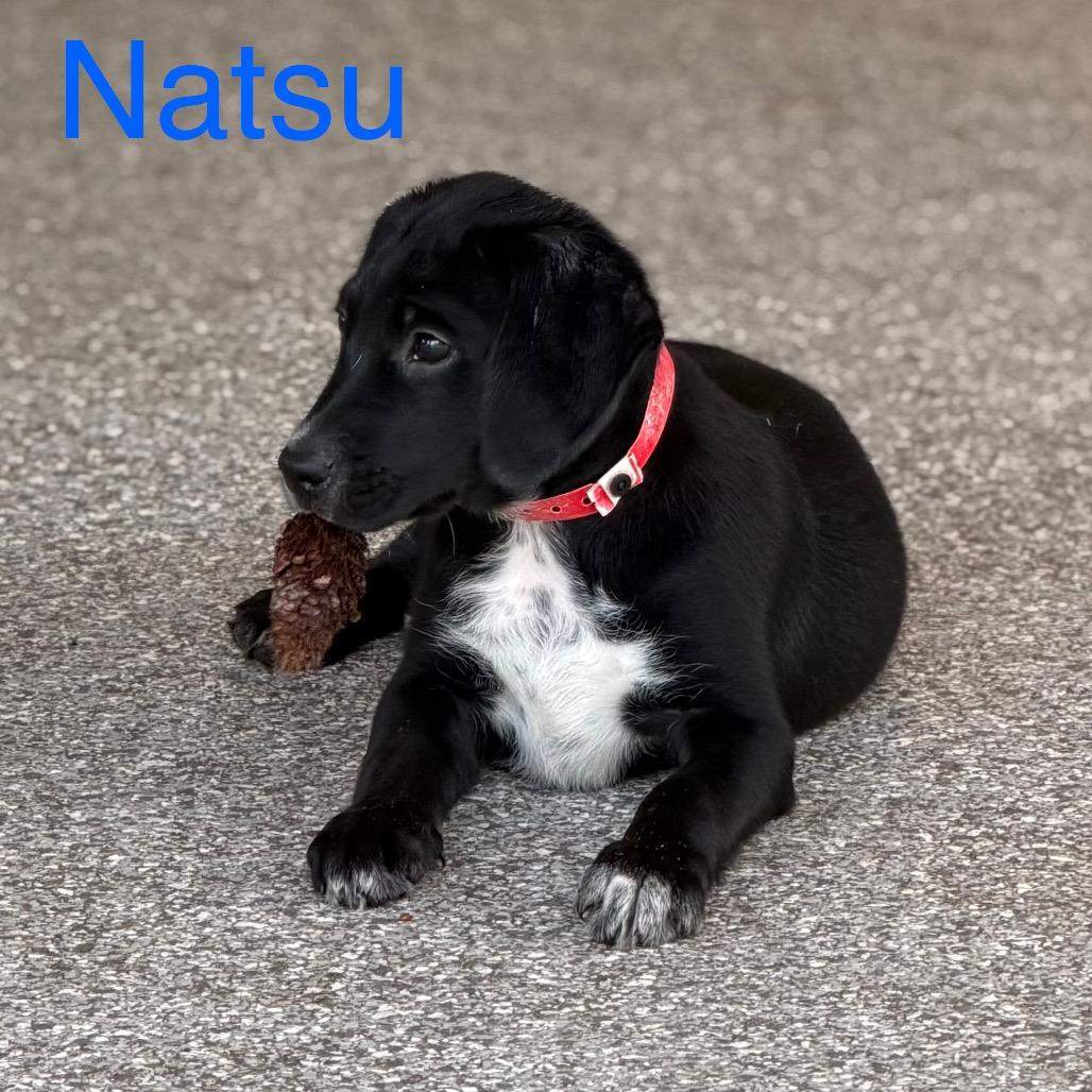 NATSU, a Adoptable mixed breed in Wellington, FL image 3/6