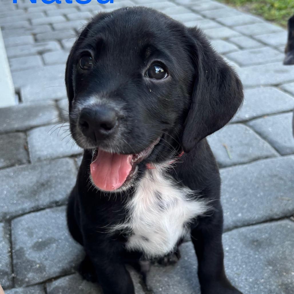 NATSU, a Adoptable mixed breed in Wellington, FL image 4/6
