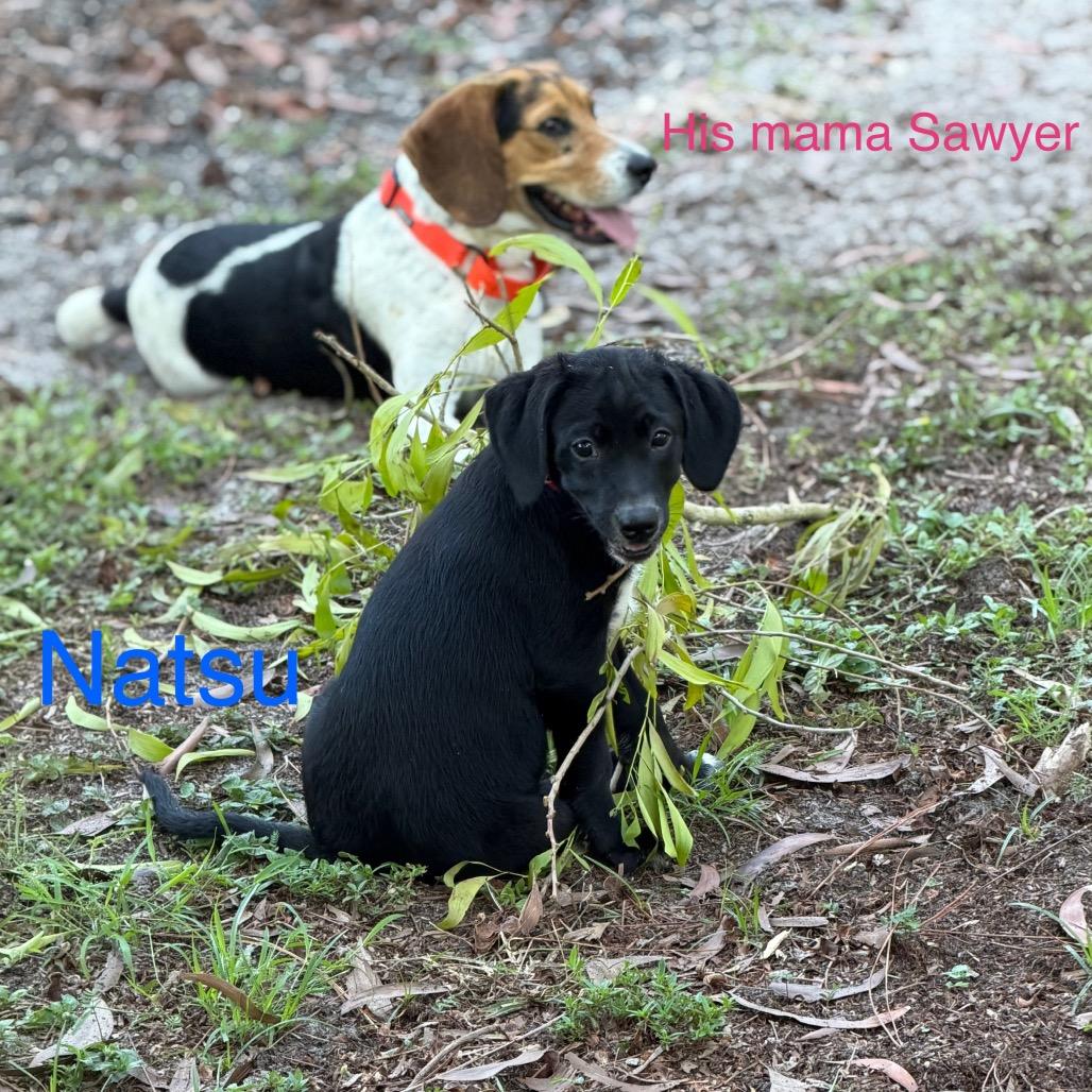NATSU, a Adoptable mixed breed in Wellington, FL image 5/6