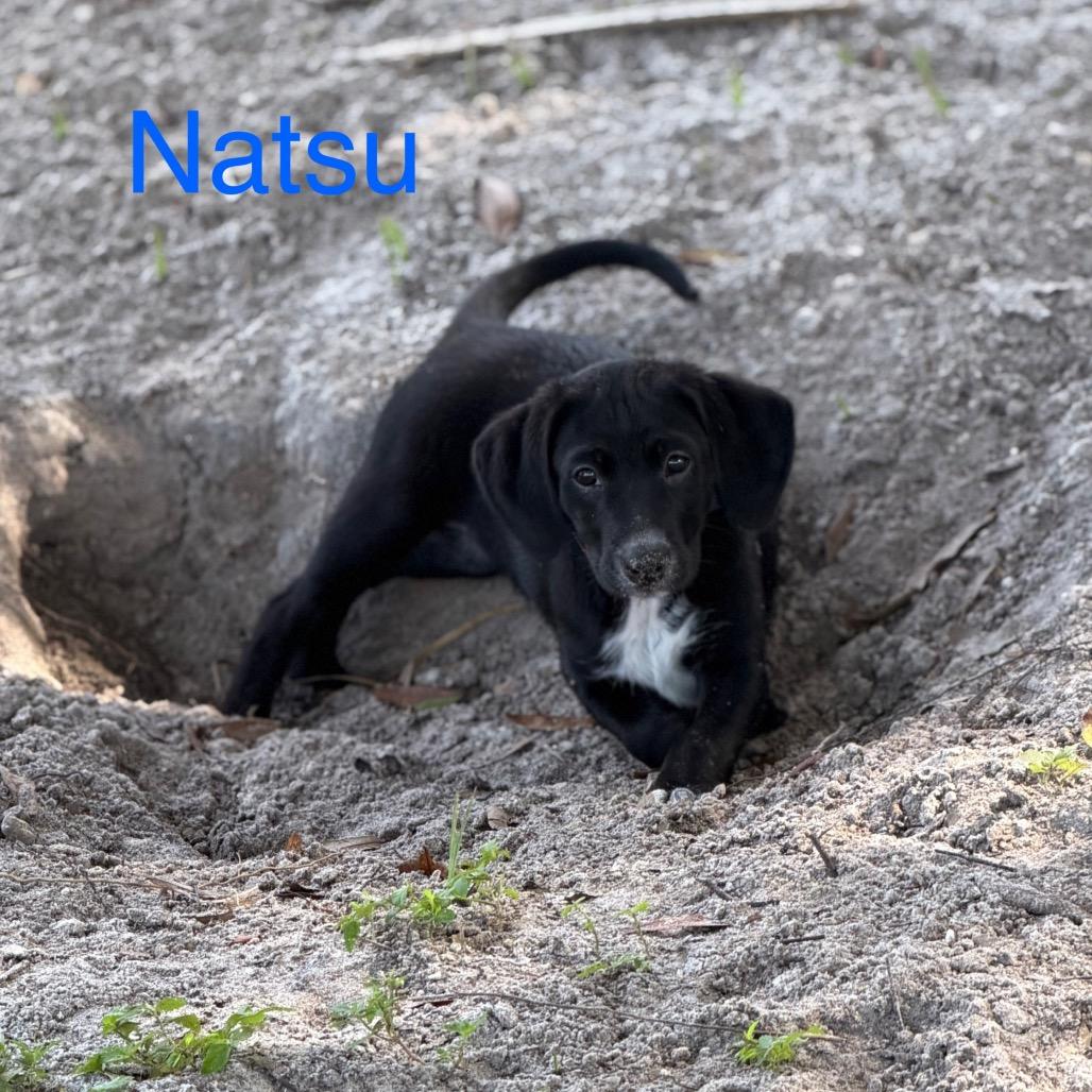 NATSU, a Adoptable mixed breed in Wellington, FL image 6/6