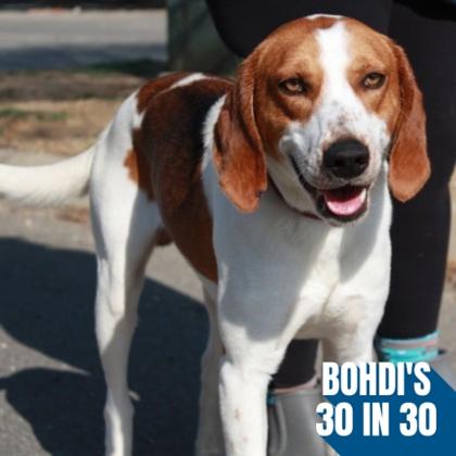 Woofgang, a Adoptable mixed breed in Richmond, VA image 1/2