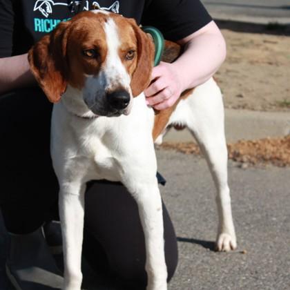 Woofgang, a Adoptable mixed breed in Richmond, VA image 2/2