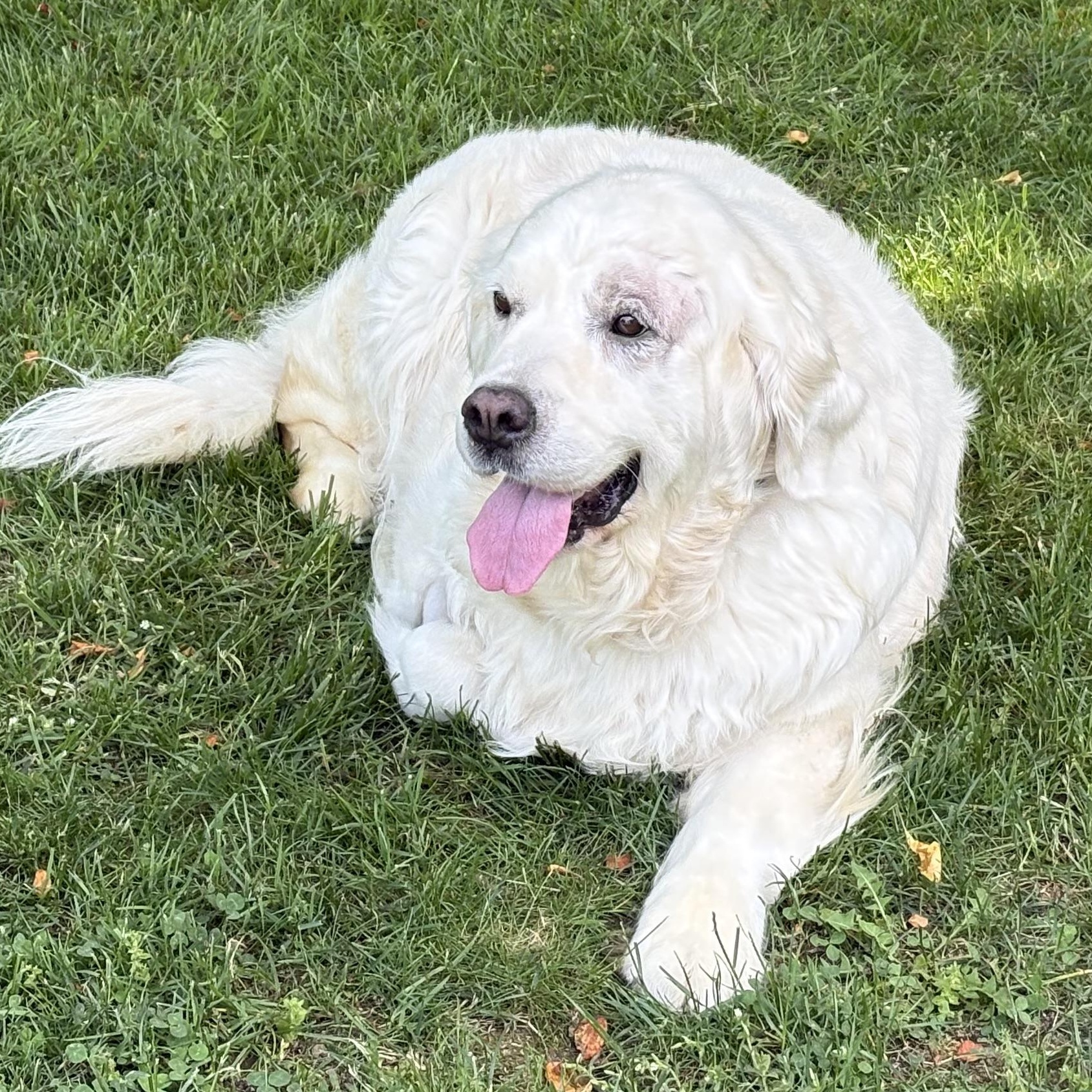 Snowy, an adopted Labrador Retriever in Scituate, MA image 1/3