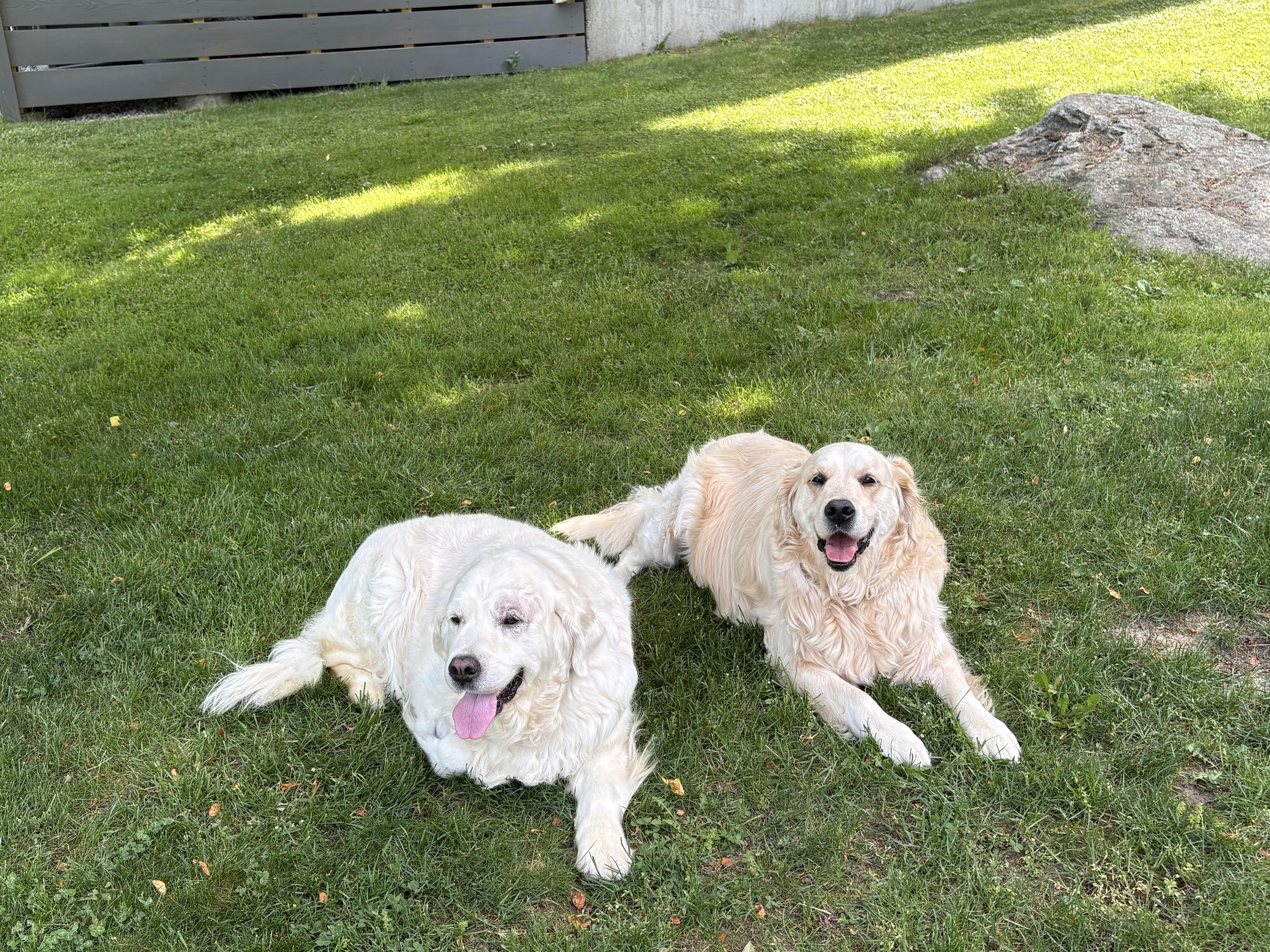 Snowy, an adopted Labrador Retriever in Scituate, MA image 2/3