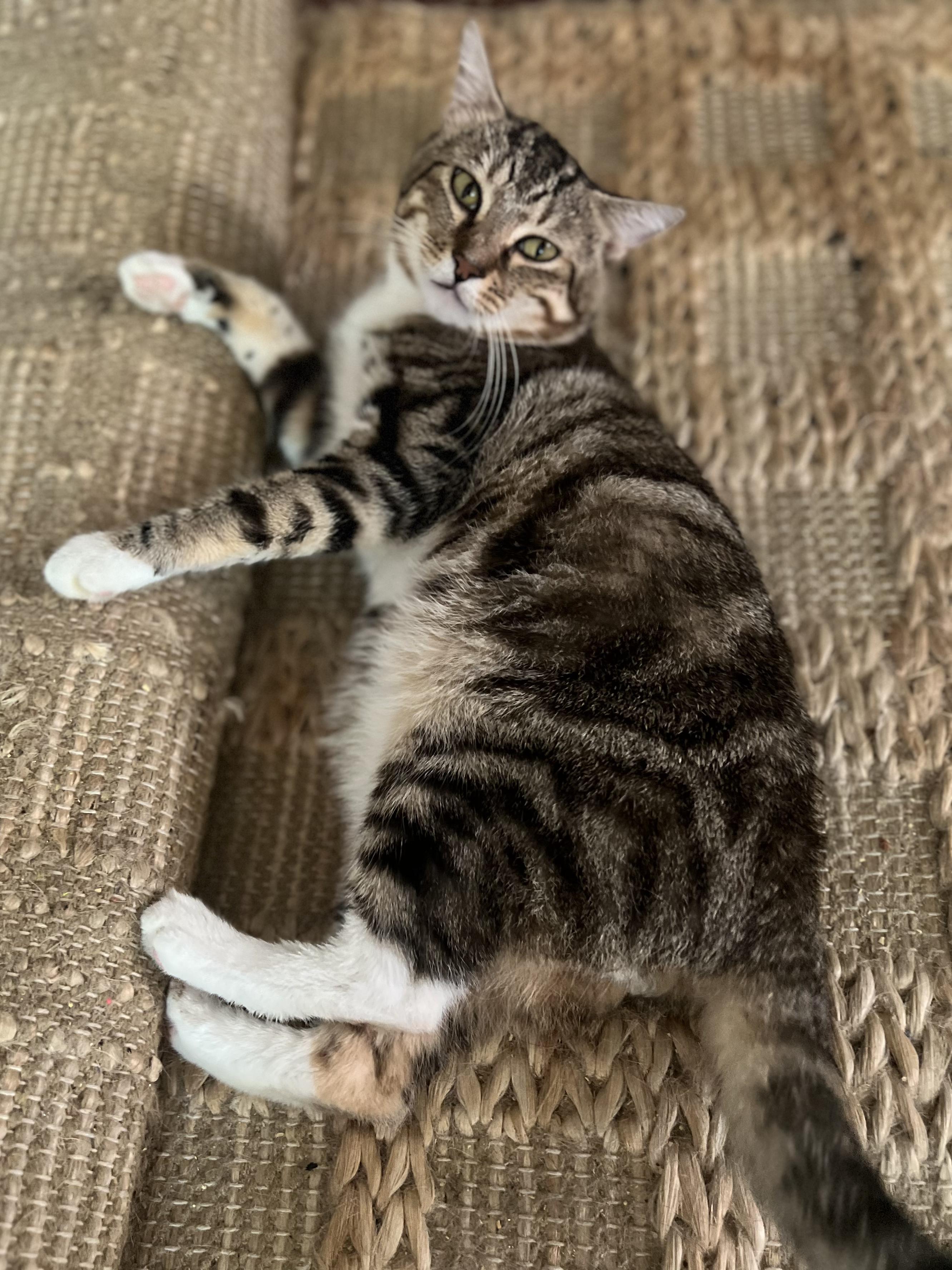 Enlarge Mr. Sweetness ~ Cuddle Ready, a Adoptable Domestic Short Hair in New York, NY image 6/6