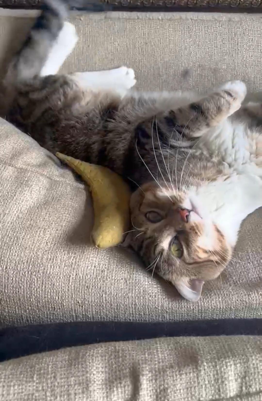 Señor Sweetness ~ Cuddle Ready