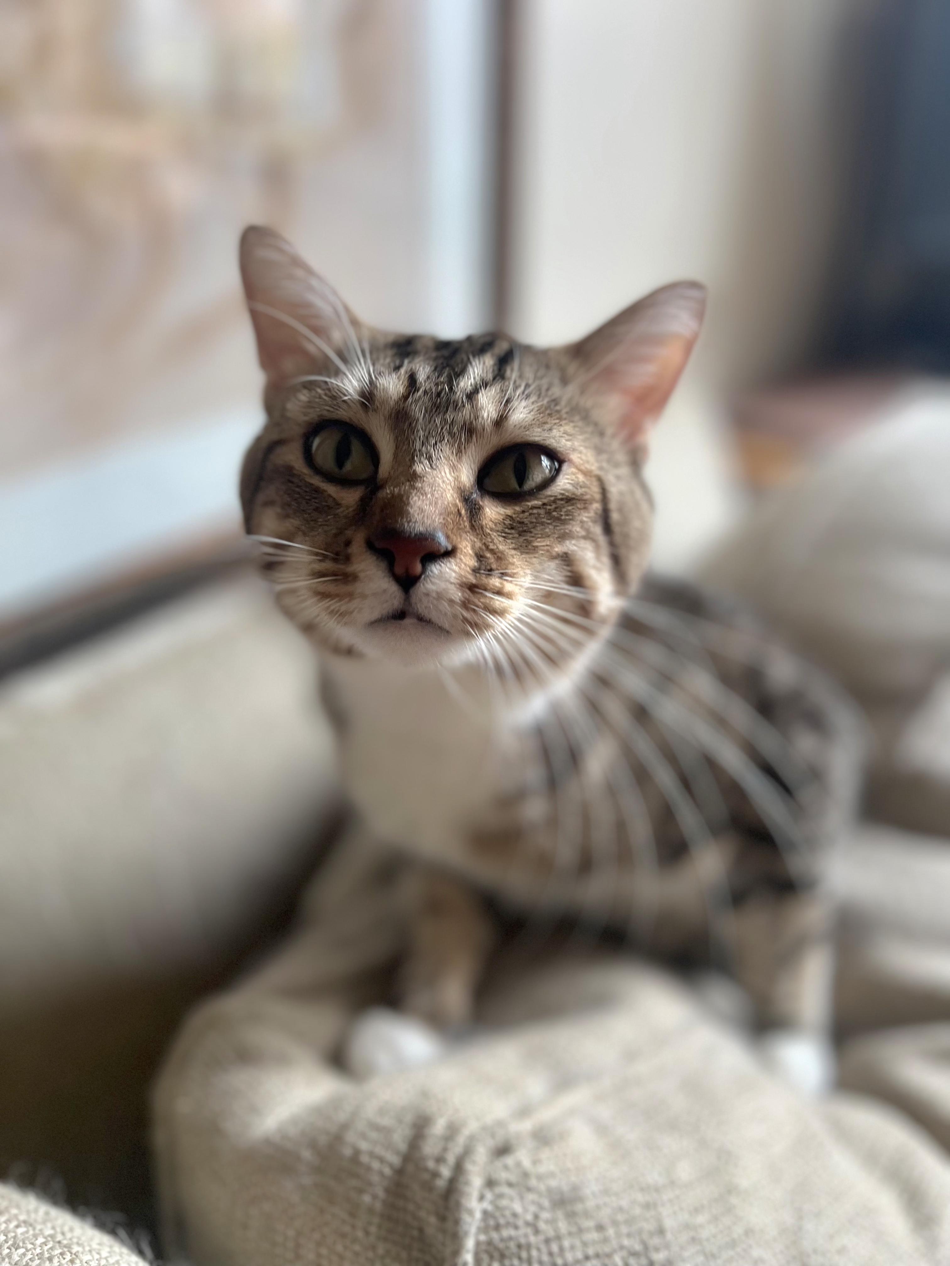 Señor Sweetness ~ Cuddle Ready