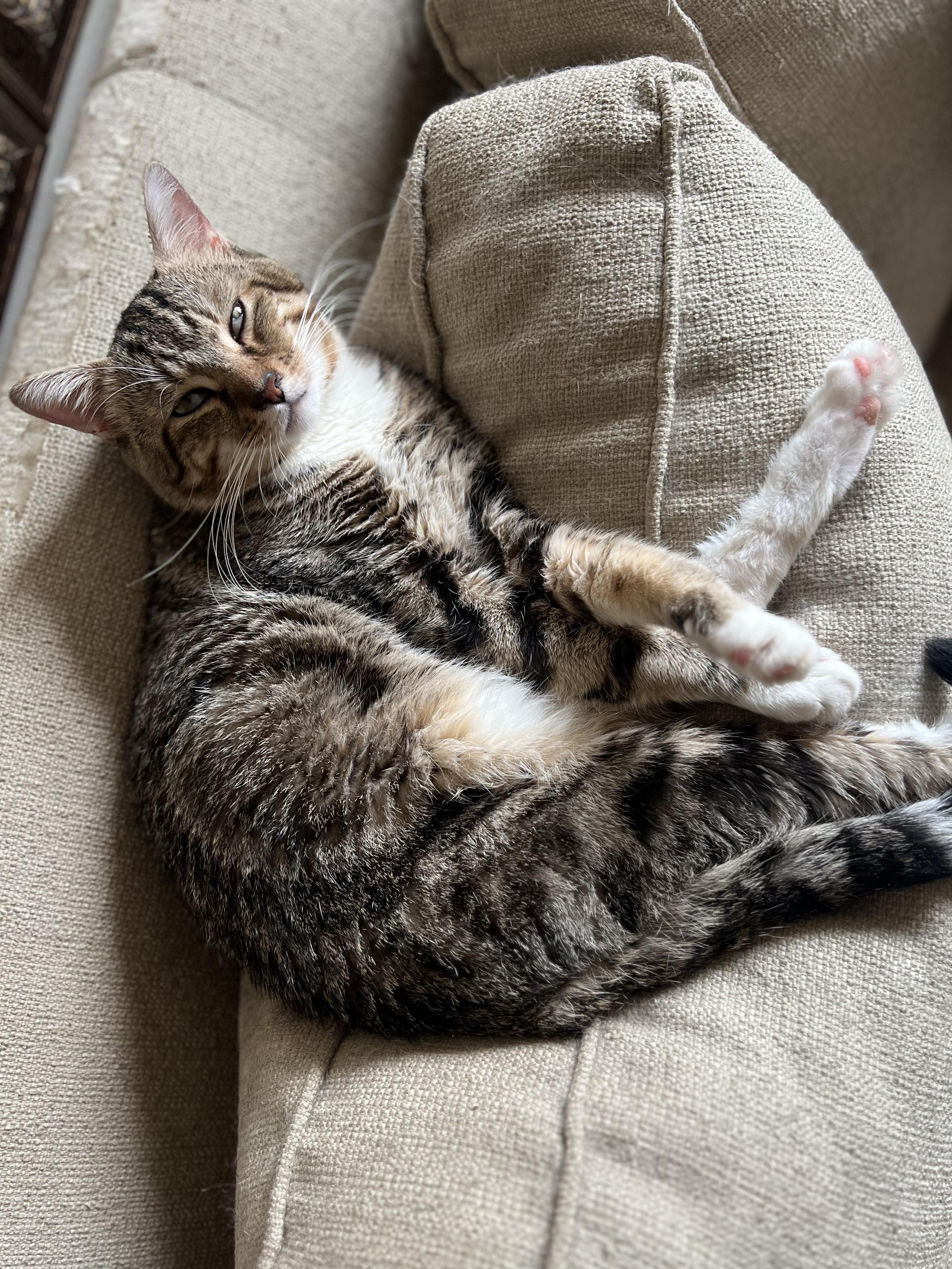 Señor Sweetness ~ Cuddle Ready