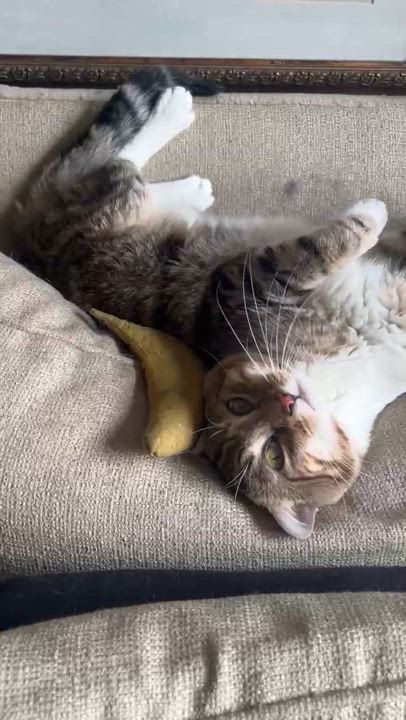 Enlarge Mr. Sweetness ~ Cuddle Ready, a Adoptable Domestic Short Hair in New York, NY video 5/6