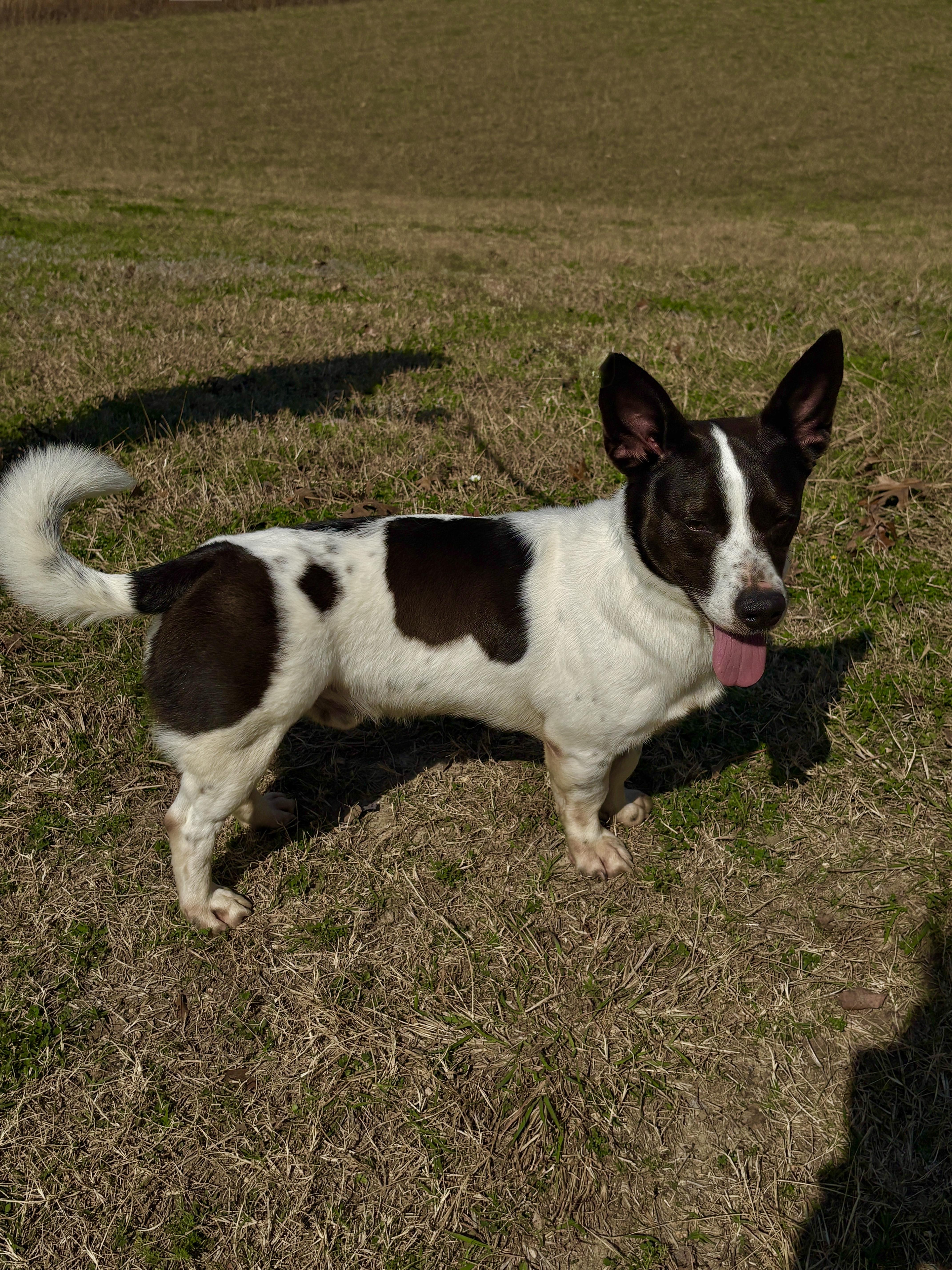 Enlarge SKIPPY- fun buddy!, a ADOPTABLE mixed breed in Boston, MA image 3/3
