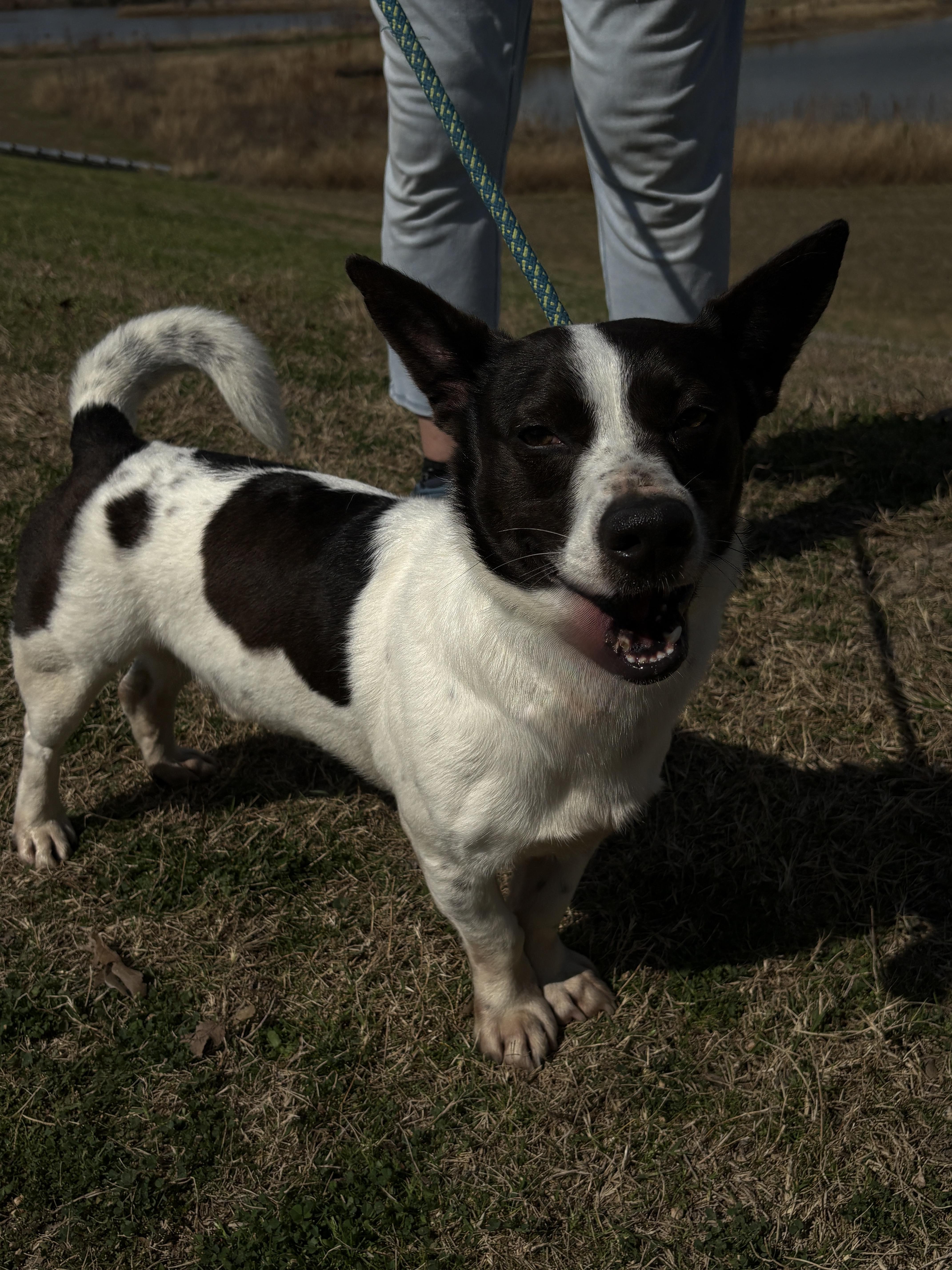 Enlarge SKIPPY- fun buddy!, a ADOPTABLE mixed breed in Boston, MA image 2/3