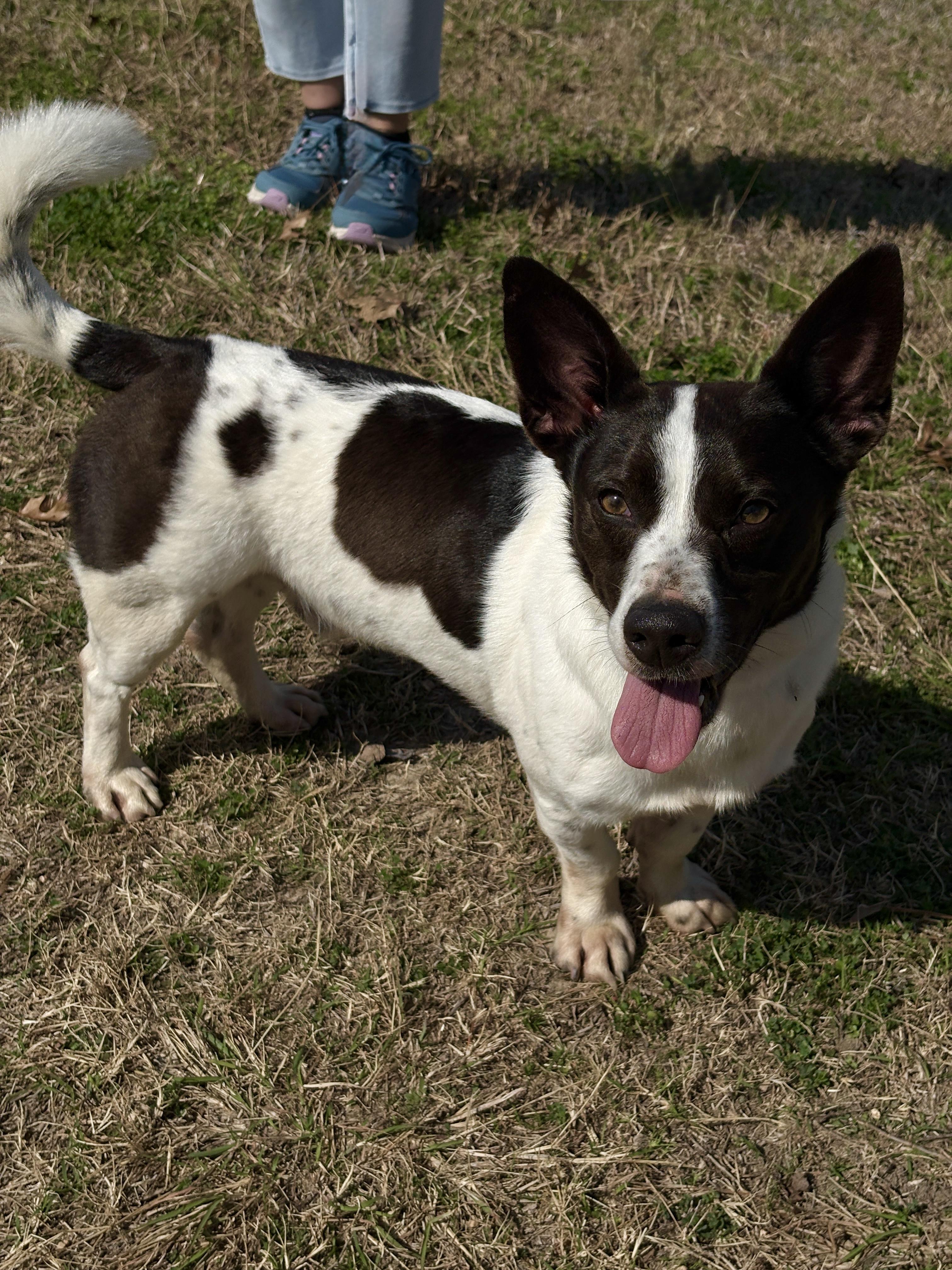 SKIPPY- fun buddy!, ADOPTABLE, Young Male Corgi.