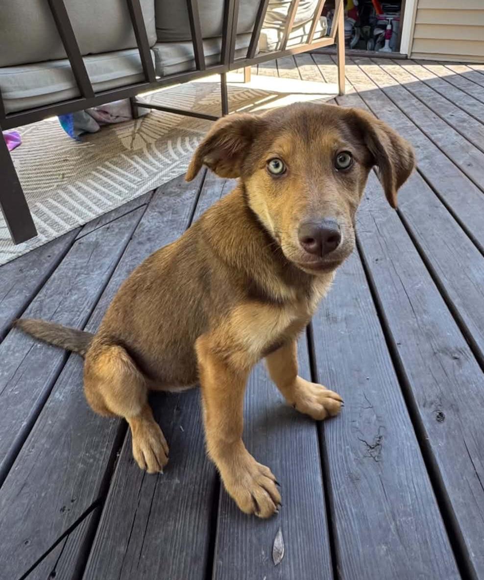Meep, an adopted mixed breed in Grand Rapids, MI image 1/3