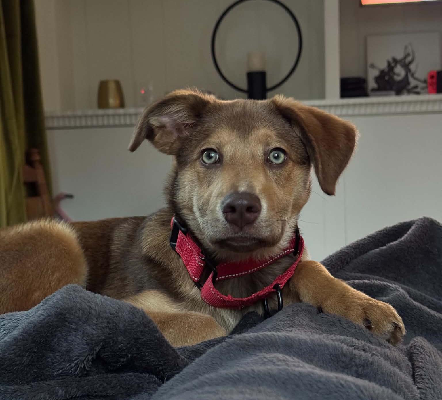 Meep, an adopted mixed breed in Grand Rapids, MI image 2/3