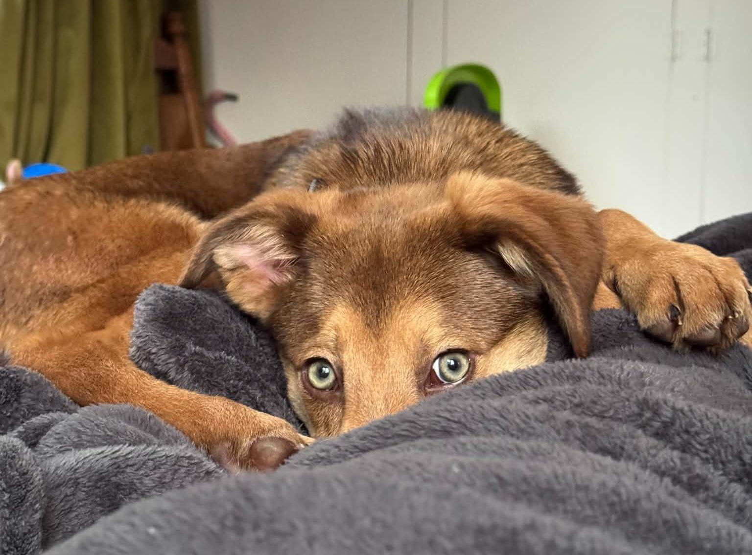 Meep, an adopted mixed breed in Grand Rapids, MI image 3/3