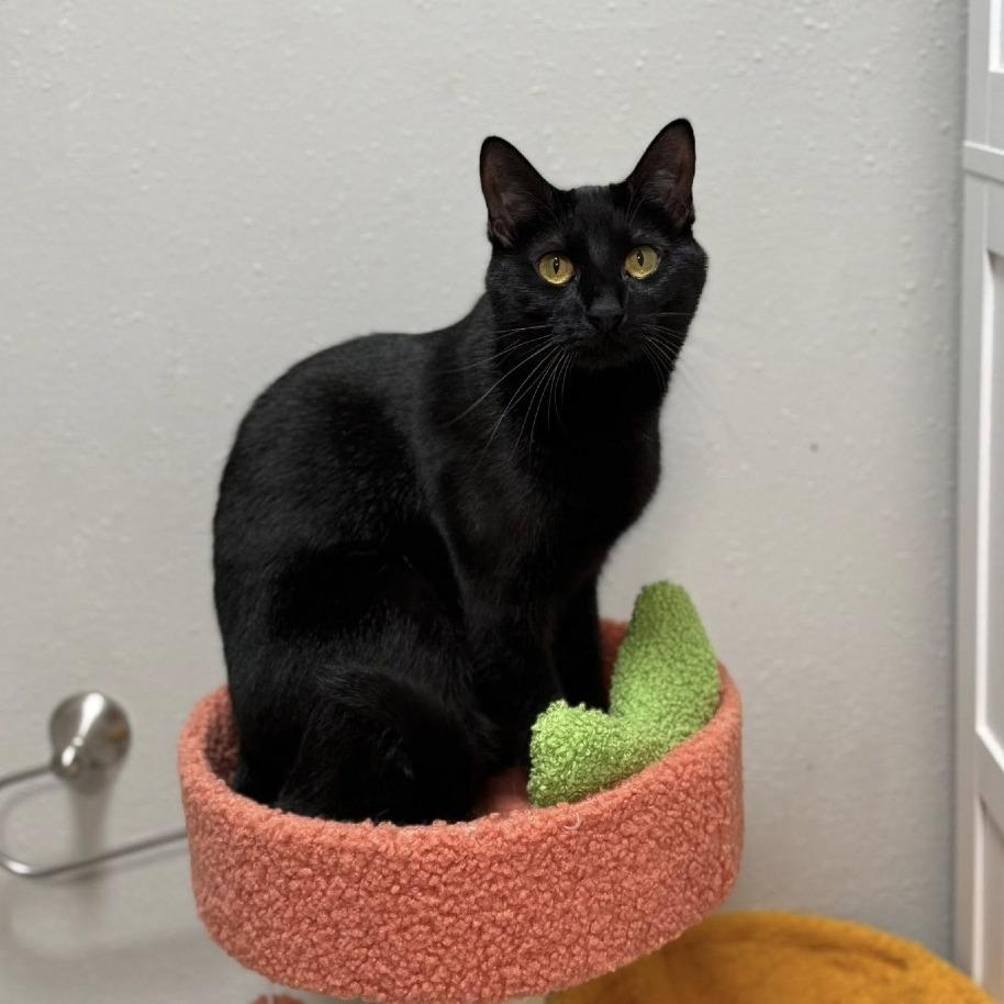 Enlarge Binx 24-099, a Adoptable Domestic Medium Hair in Little Rock, AR image 1/5