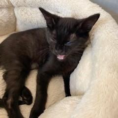 Enlarge Binx 24-099, a Adoptable Domestic Medium Hair in Little Rock, AR image 2/5