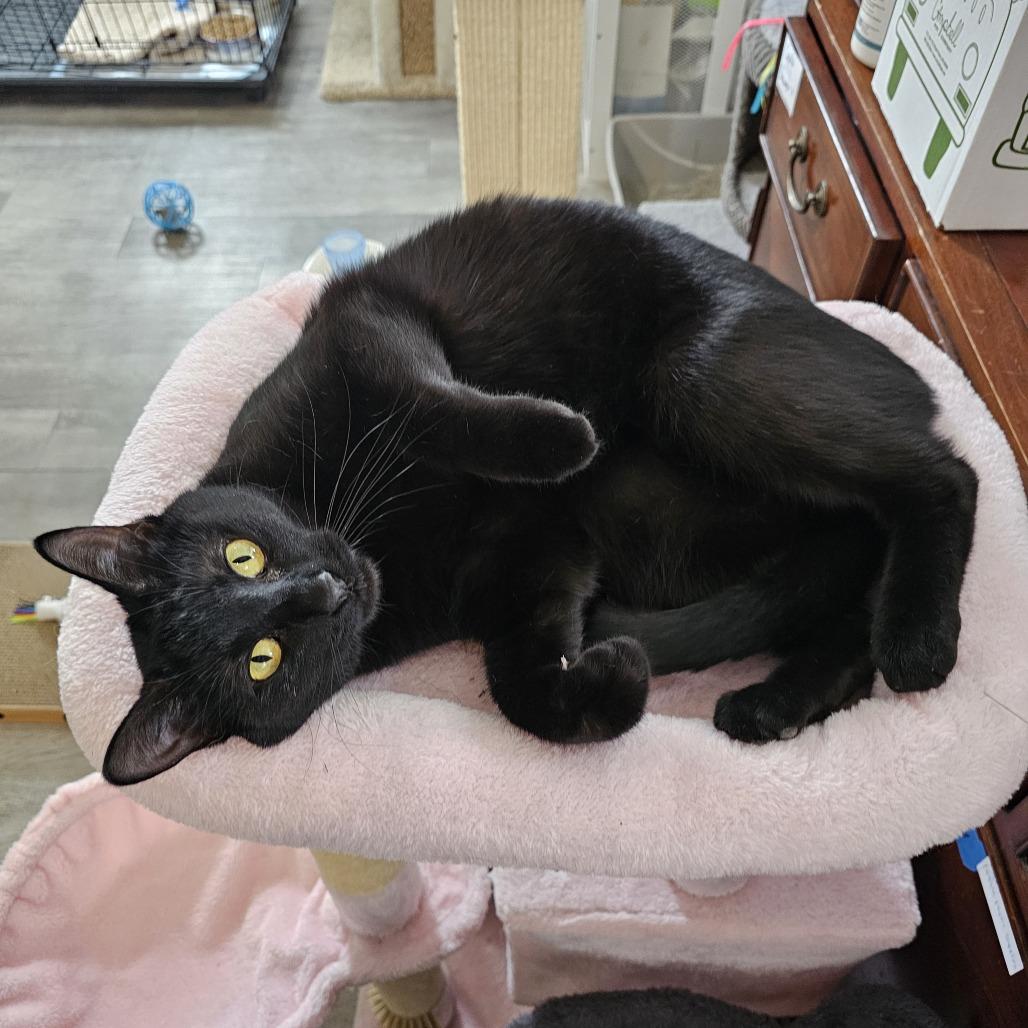 Enlarge Binx 24-099, a Adoptable Domestic Medium Hair in Little Rock, AR image 2/6