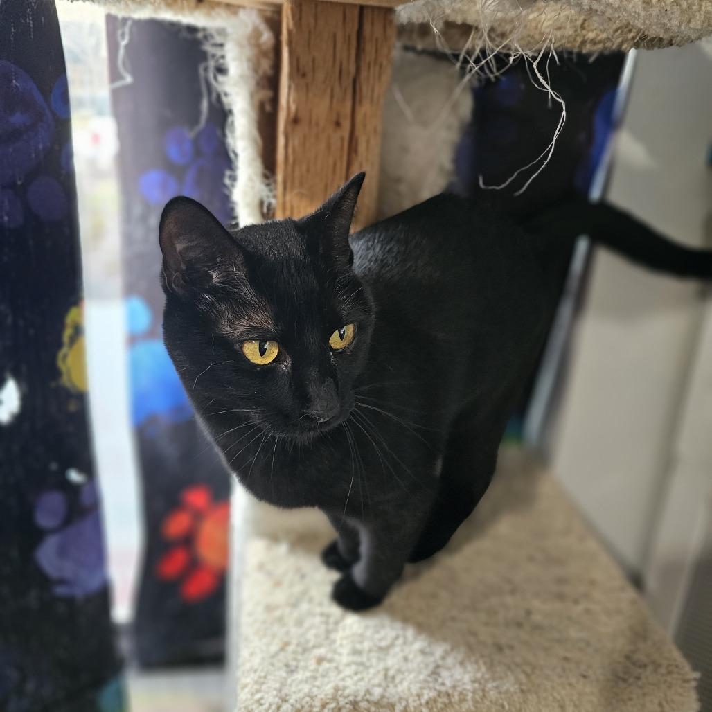 Enlarge Binx 24-099, a Adoptable Domestic Medium Hair in Little Rock, AR image 3/6