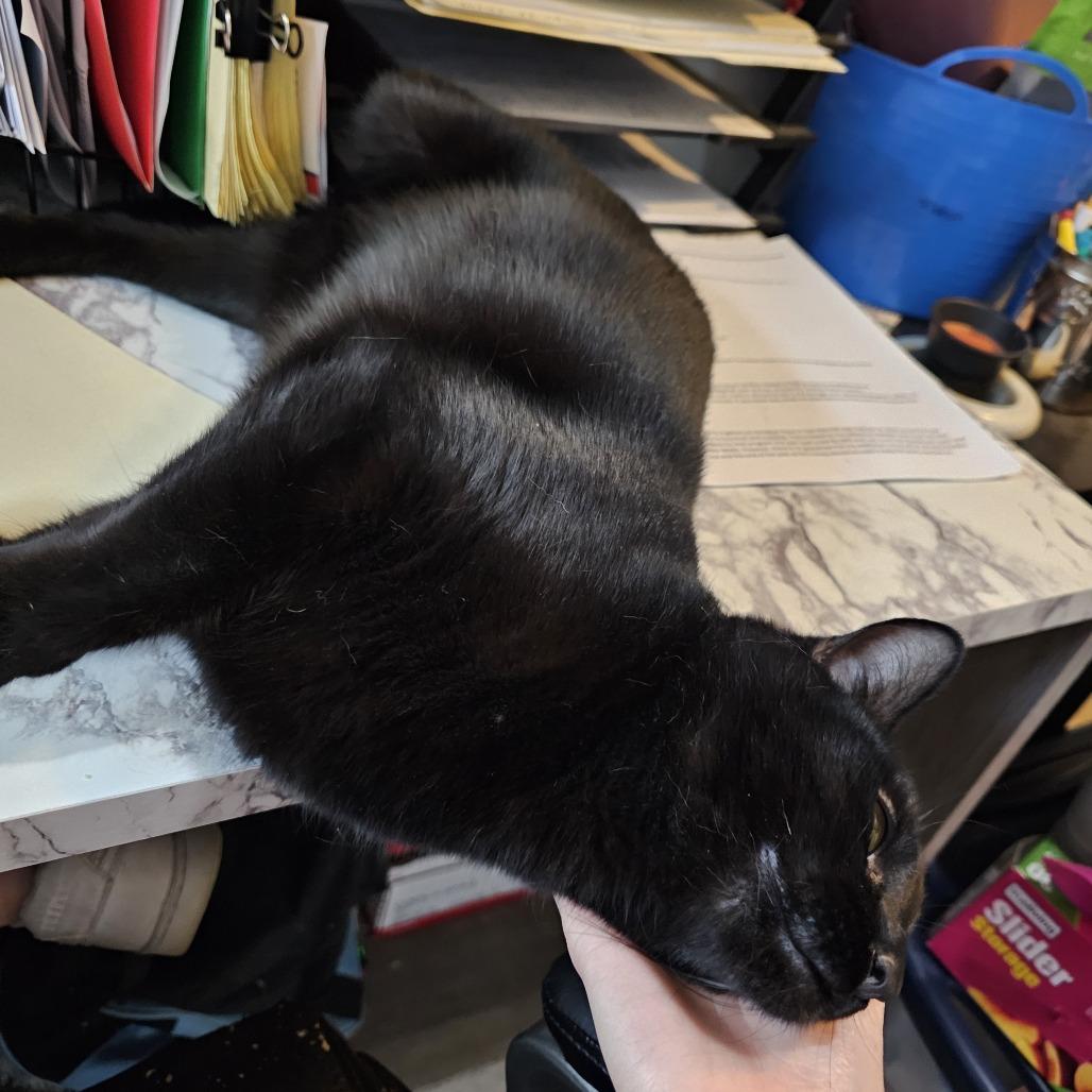 Enlarge Binx 24-099, a Adoptable Domestic Medium Hair in Little Rock, AR image 4/6