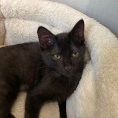 Enlarge Binx 24-099, a Adoptable Domestic Medium Hair in Little Rock, AR image 3/5