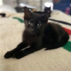 Enlarge Binx 24-099, a Adoptable Domestic Medium Hair in Little Rock, AR image 4/5