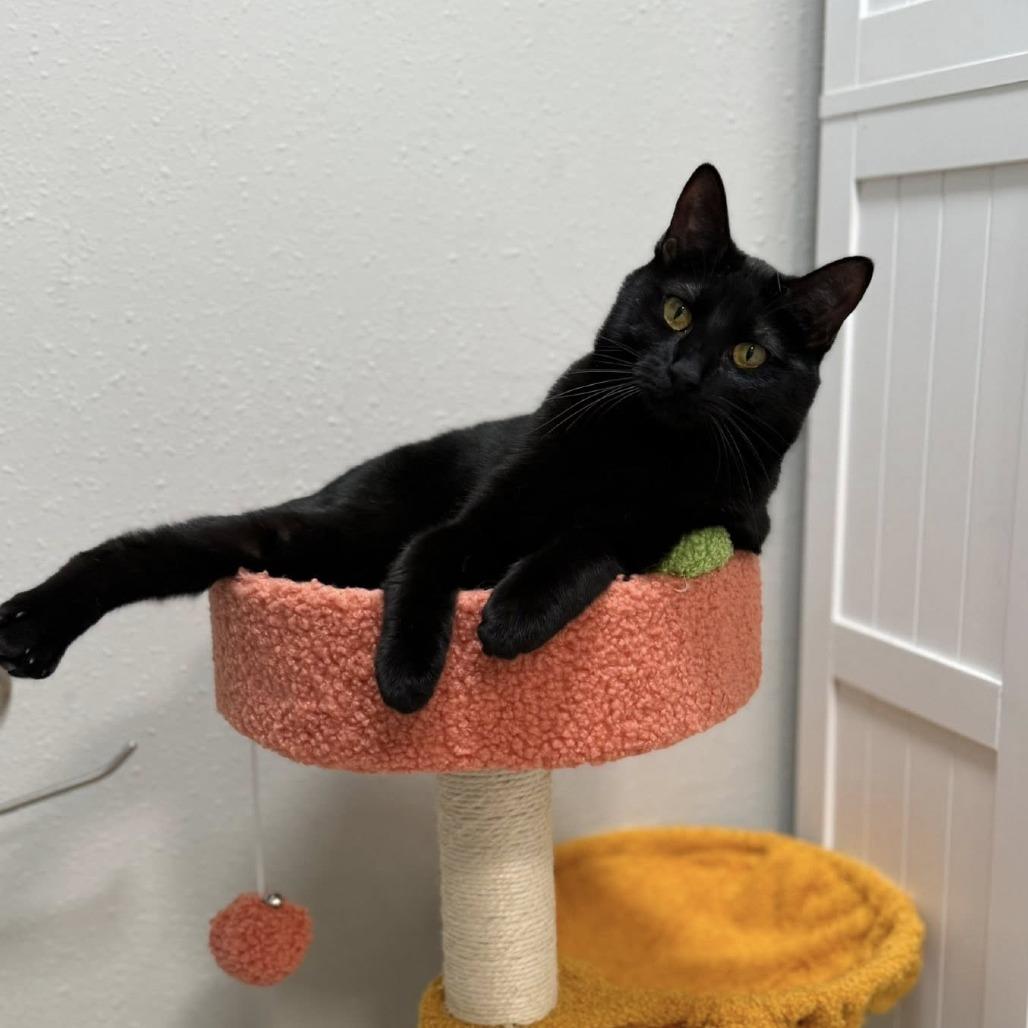 Enlarge Binx 24-099, a Adoptable Domestic Medium Hair in Little Rock, AR image 5/5