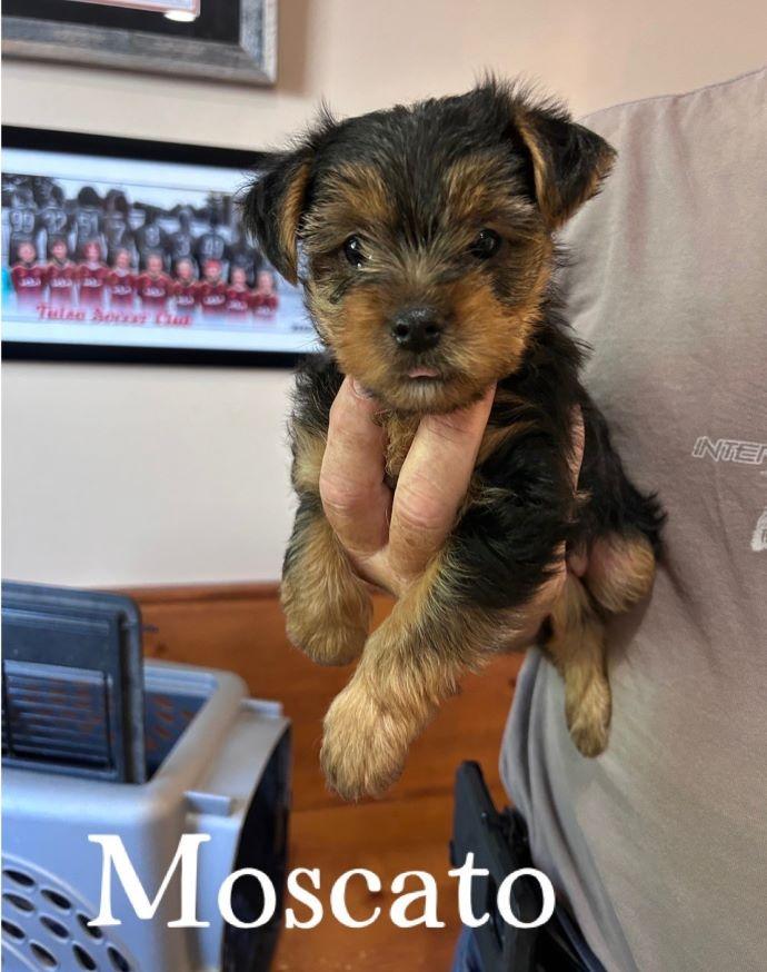 Moscato, Adopted, Puppy Female Yorkshire Terrier.